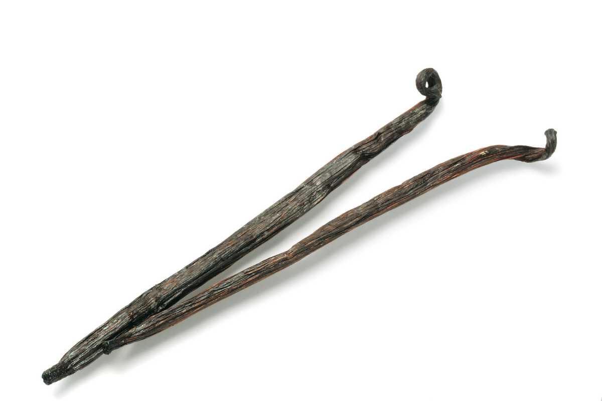 How to Rehydrate Dried Vanilla Beans Expert Tips Indonesian Vanilla