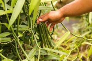 grow vanilla beans