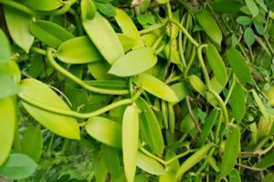 growing vanilla beans