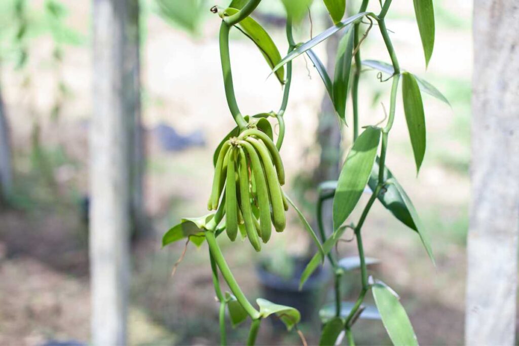 how to grow vanilla beans