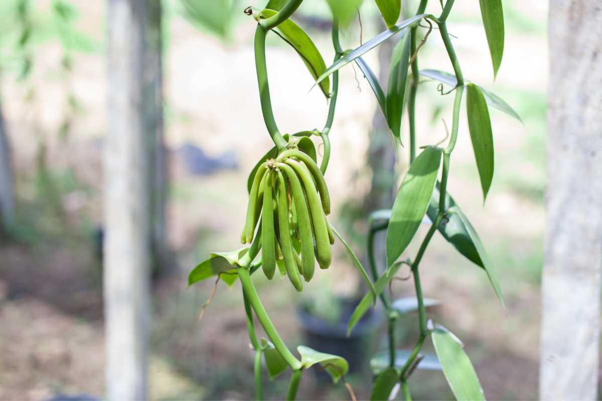 How To Grow Vanilla Beans Home Cultivation Made Easy With Expert Tips And A Detailed Care Guide