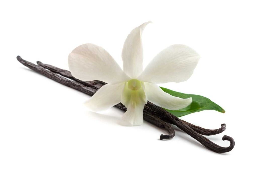 indonesian vanilla beans