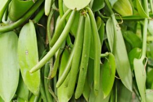 tahitian vanilla bean tree hut