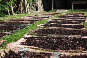 vanilla beans growing