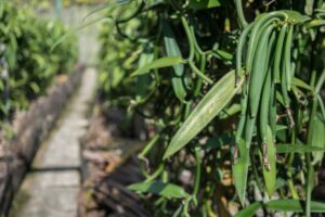 where are vanilla beans grown