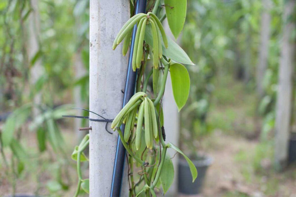 vanilla beans how to grow