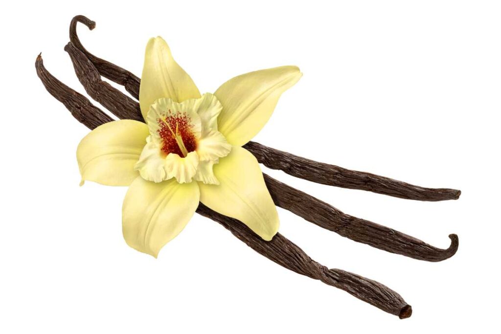 vanilla beans in spanish