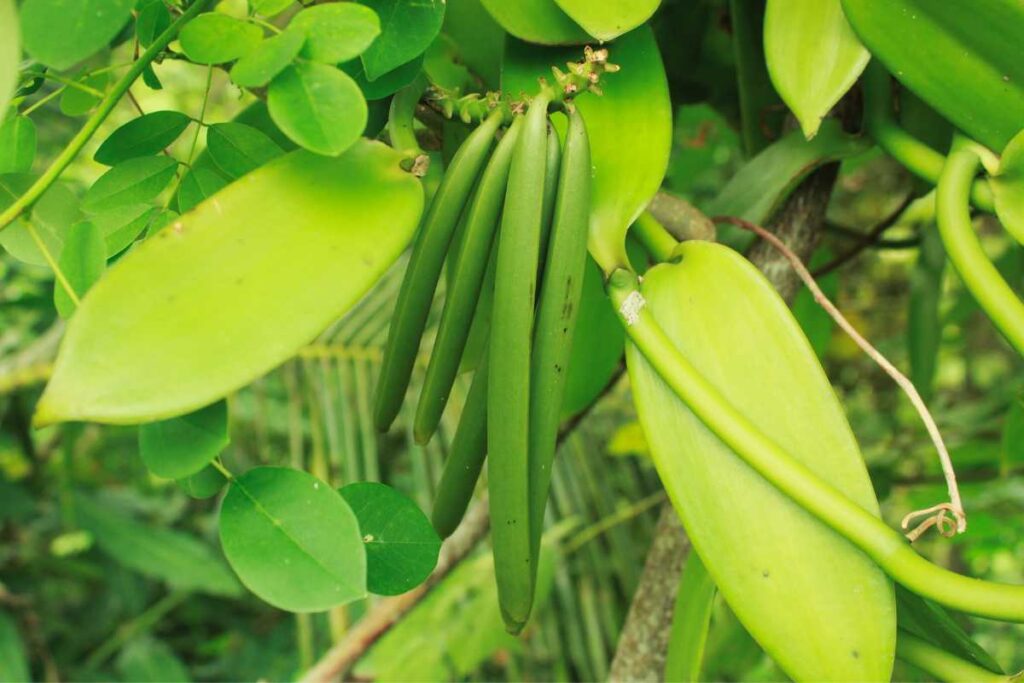 vanilla beans orchids