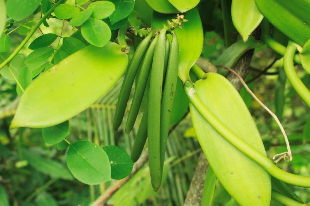 vanilla beans plant