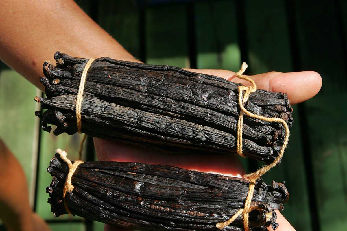 Procure Bulk Gourmet Vanilla Beans Wholesale Rates Best Your Ultimate