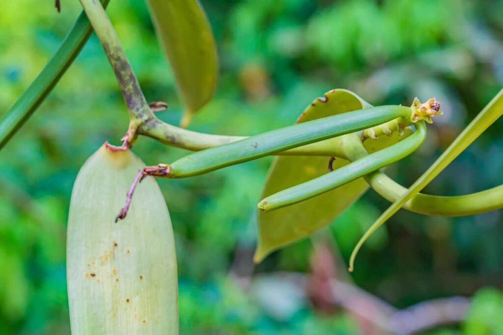 vanilla beans grown