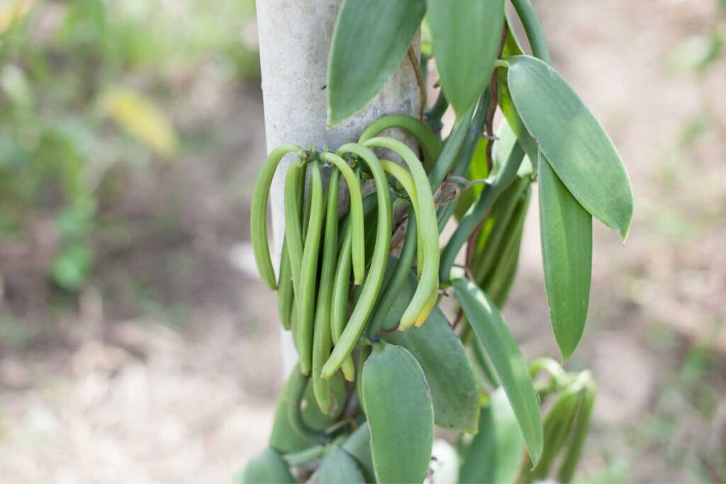 Where Do Vanilla Beans Come From