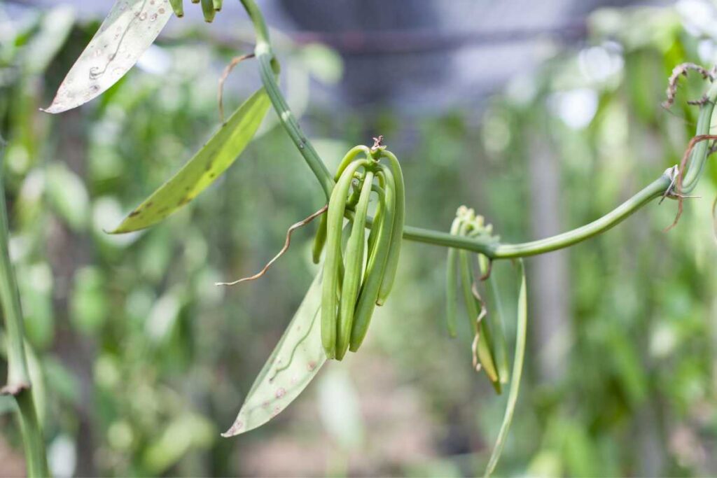 Where Does Vanilla Beans Come From