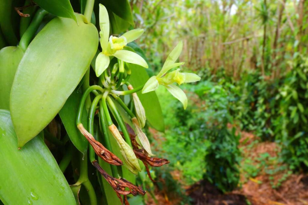 can you grow vanilla beans indoors