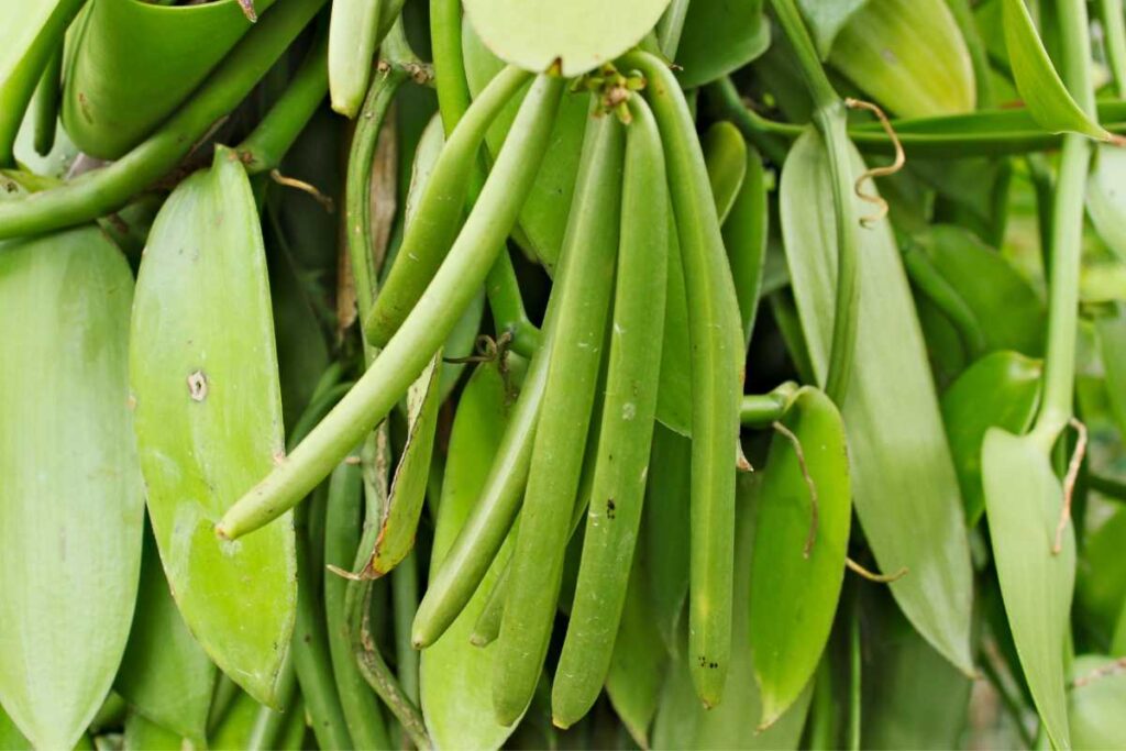 how to grow vanilla orchid