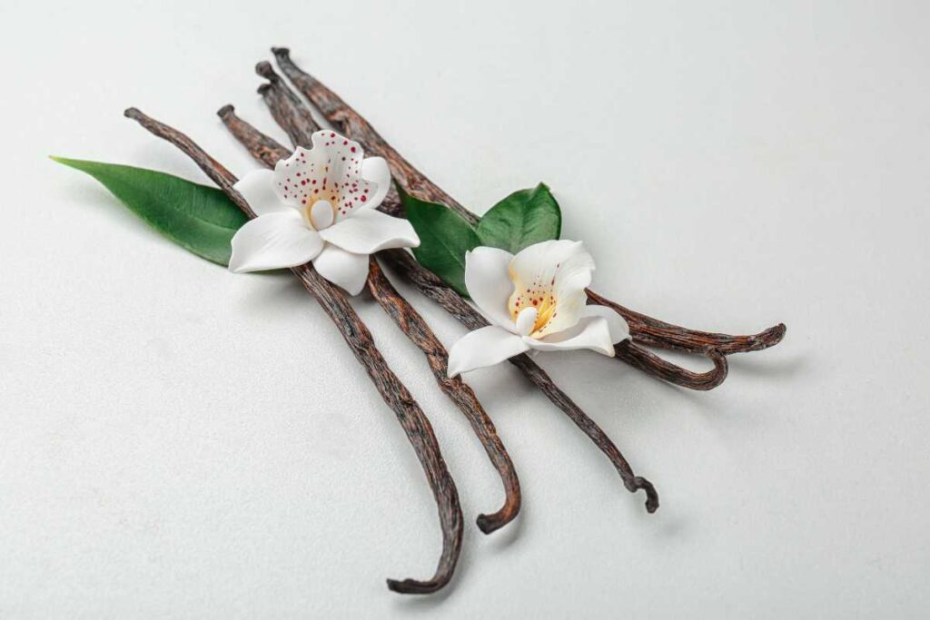 how to propagate vanilla orchid