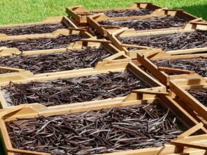 gourmet vanilla beans wholesale